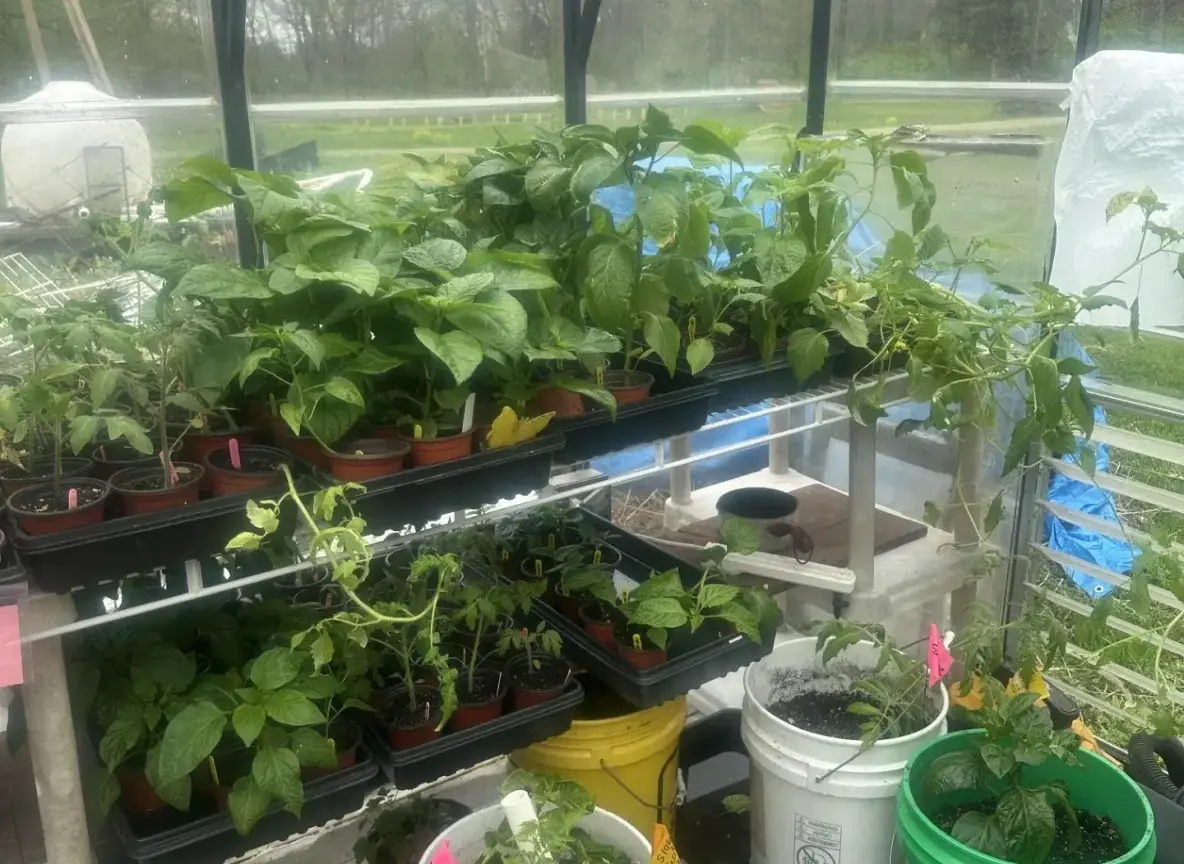 Buy Starter Vegetable Plants Danville Il