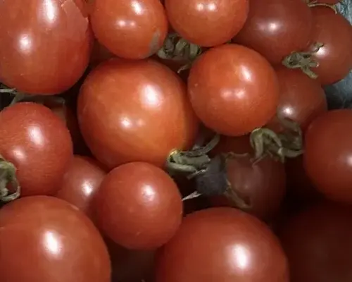 Fresh Cherry Tomatoes