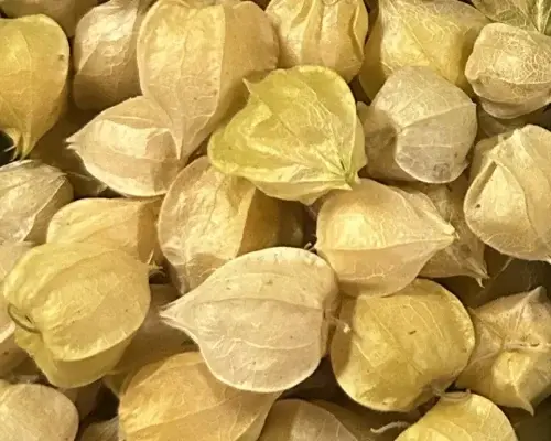 Ground Cherries